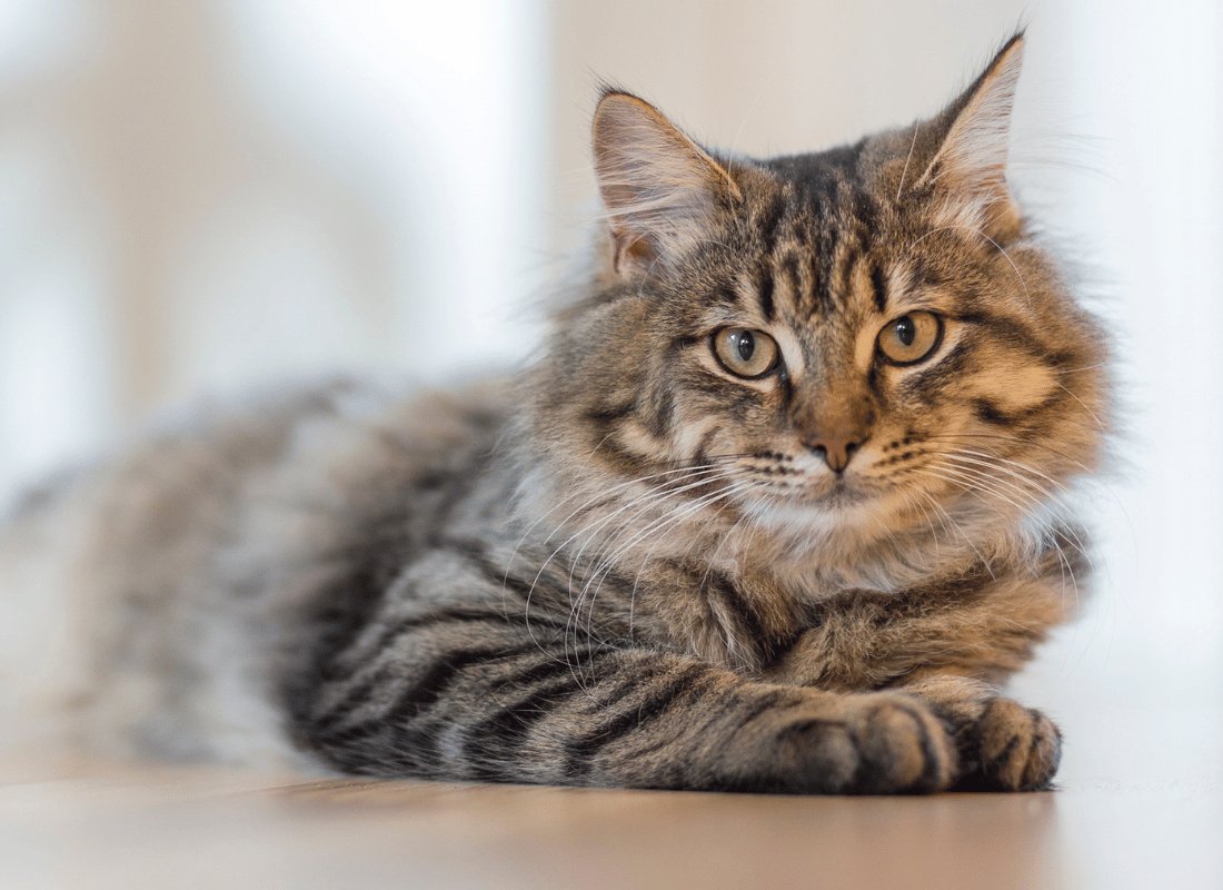 Cat Hairballs: A Comprehensive Guide - NutriPaw