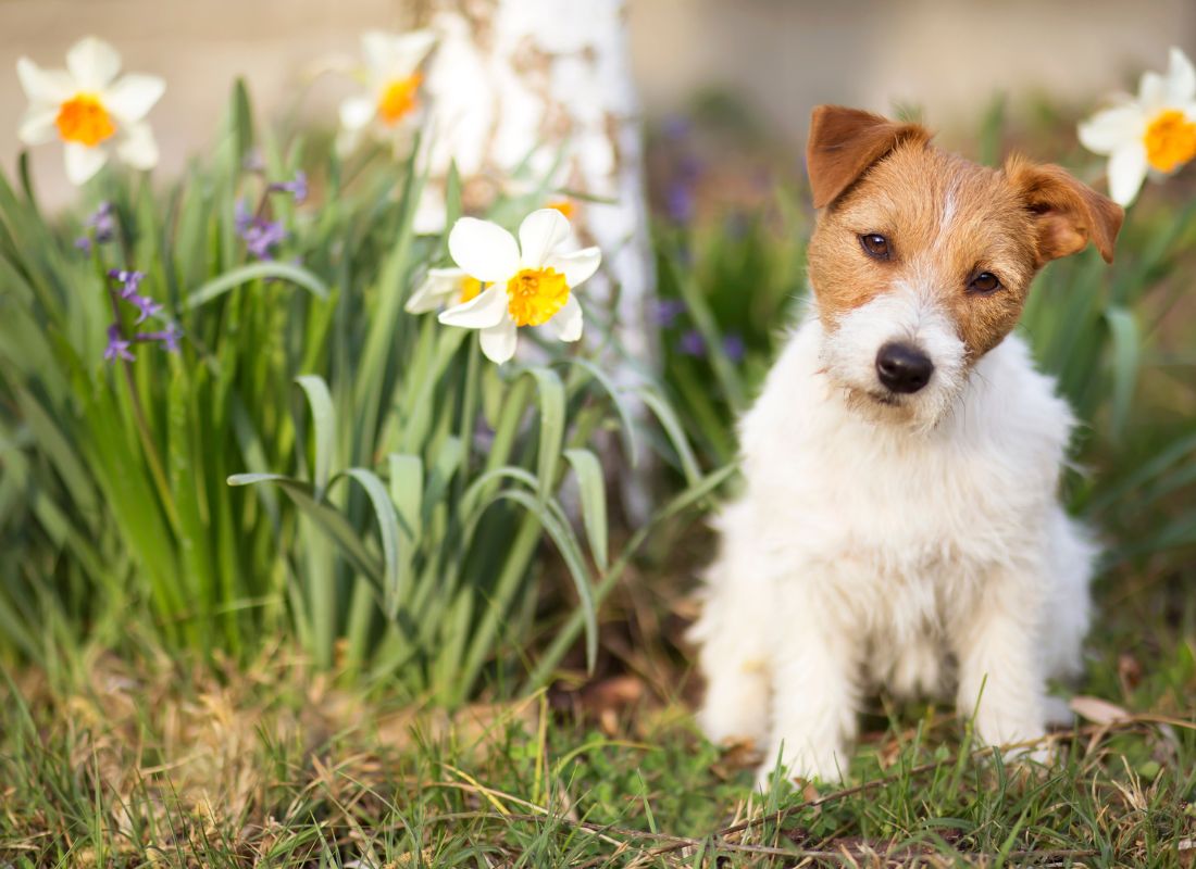 Springtime Safety Tips for Your Dog - NutriPaw