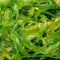 Algae