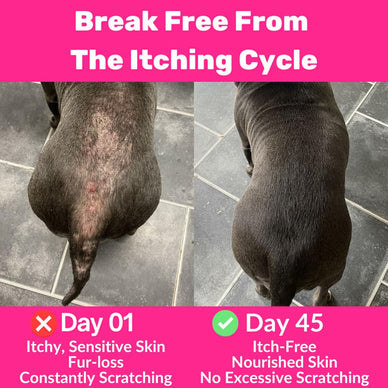 All-Itch & Immunity Treats