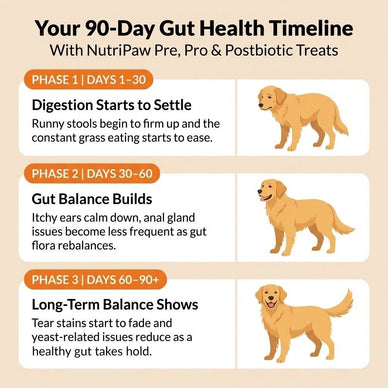 Pre, Pro & Postbiotic Digestive Treats