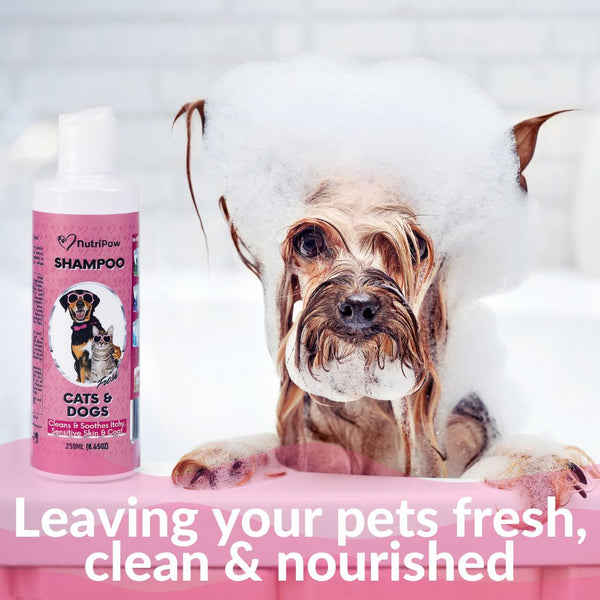 Anti Itch Medicated Dog Shampoo Pets At Home Itchy Skin Oatmeal