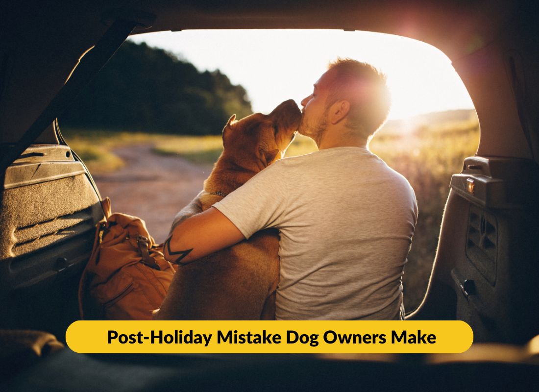 #1 mistake owners make when the holidays end - NutriPaw