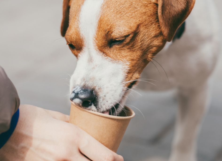 Are pup cups healthy?