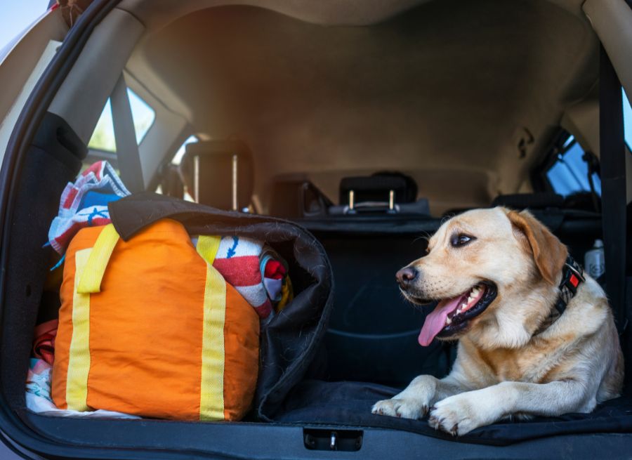 Why Holidays Are Hard on Dog Tummies