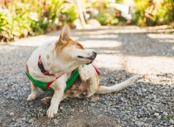 3 Powerful Ingredients To Support Your Itchy Dog - NutriPaw