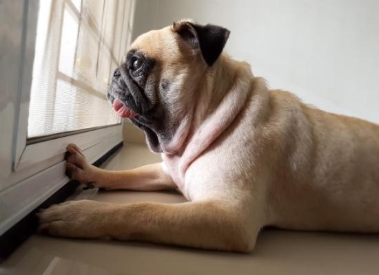 3 Signs Your Dog Is Stressed, & 3 Awesome Solutions - NutriPaw