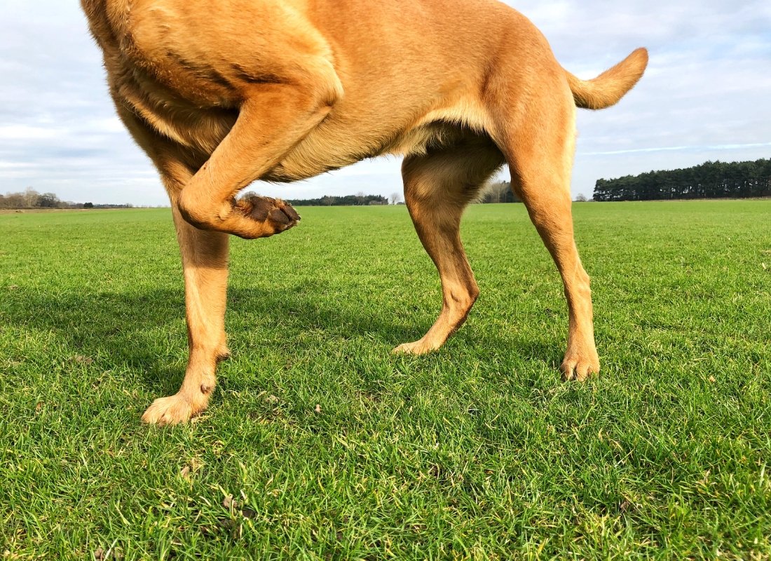 3 Weird Mistakes That Could Cause Joint Issues In Your Dog - NutriPaw