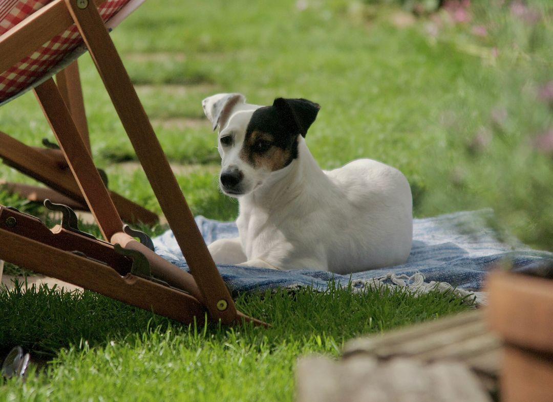 30°C This Weekend: What Your Dog Needs You to Know - NutriPaw