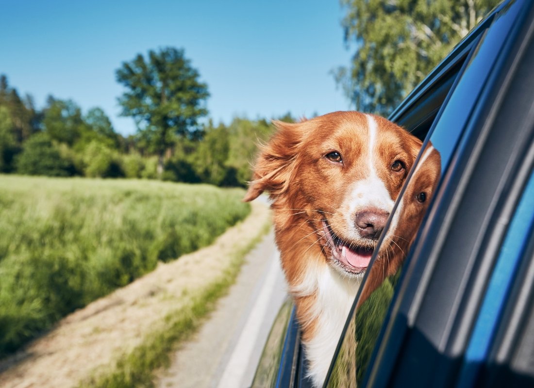 Dog friendly store places to visit