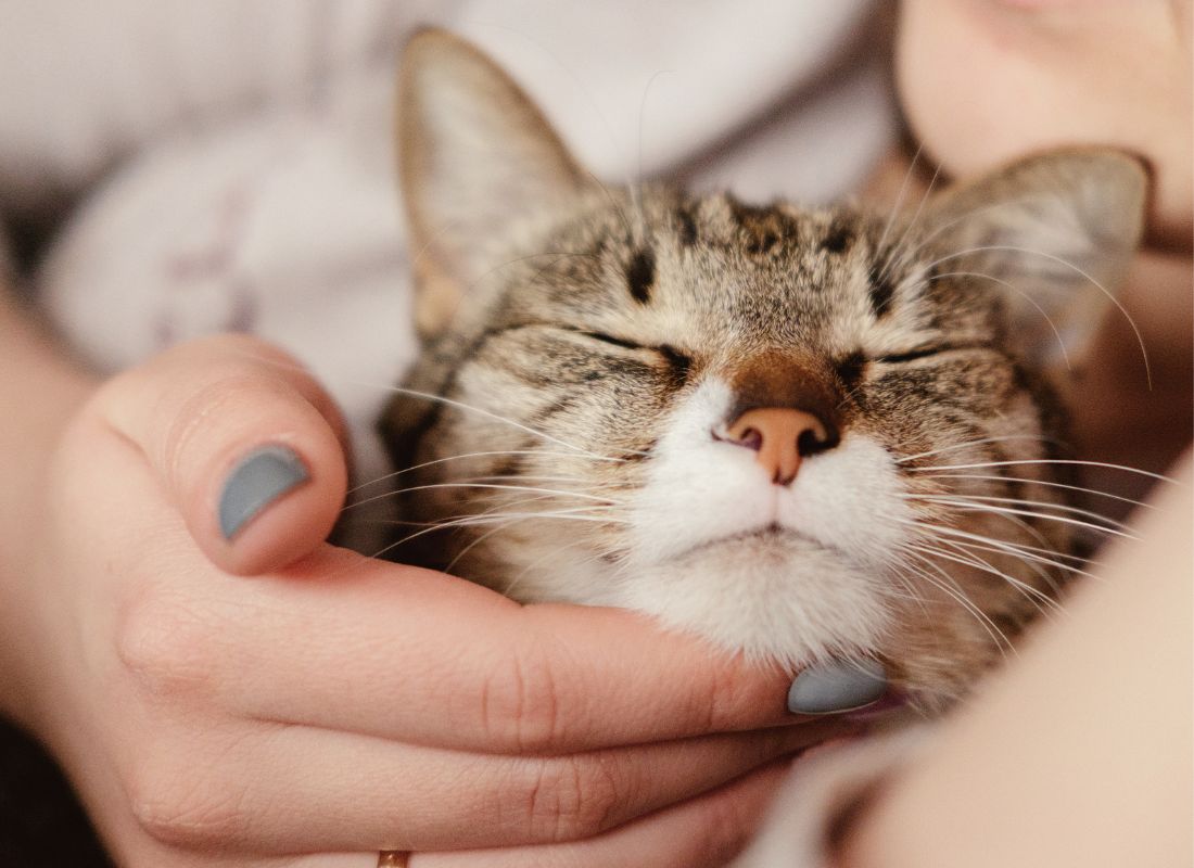 5 Purr-fect New Year’s Resolutions for Cat Parents - NutriPaw