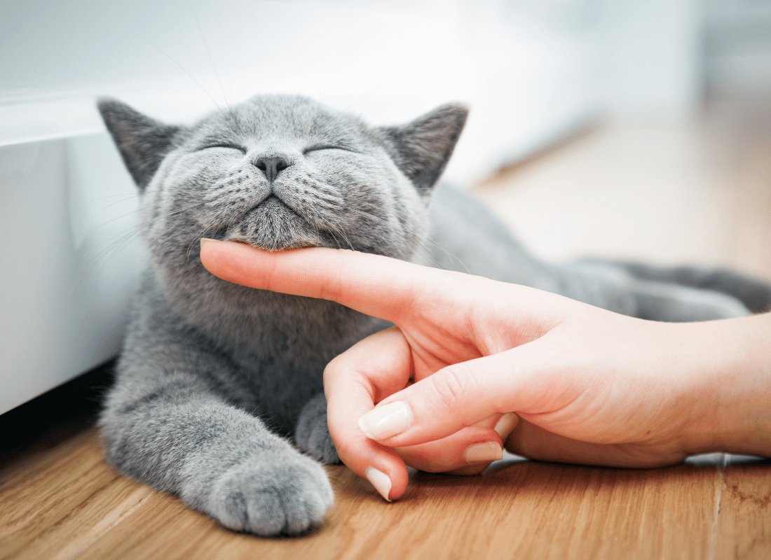 5 Things Every Dog Owner Should Know... About Their Cat - NutriPaw