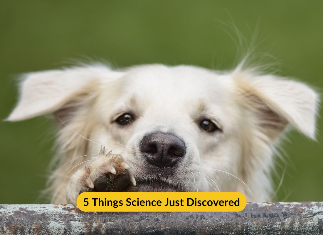 5 Things Science Just Discovered - NutriPaw