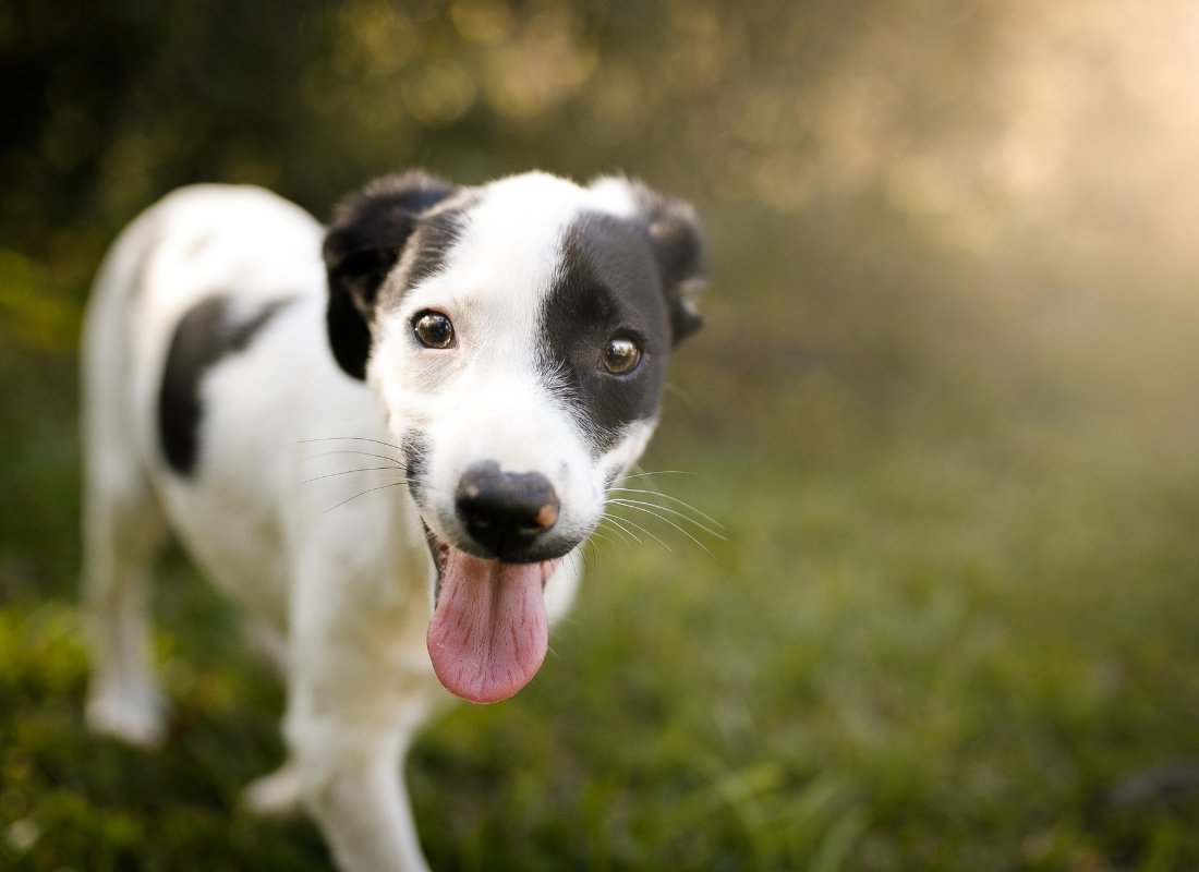 5 Tips to Help Your Dog Live a Longer, Happier Life - NutriPaw