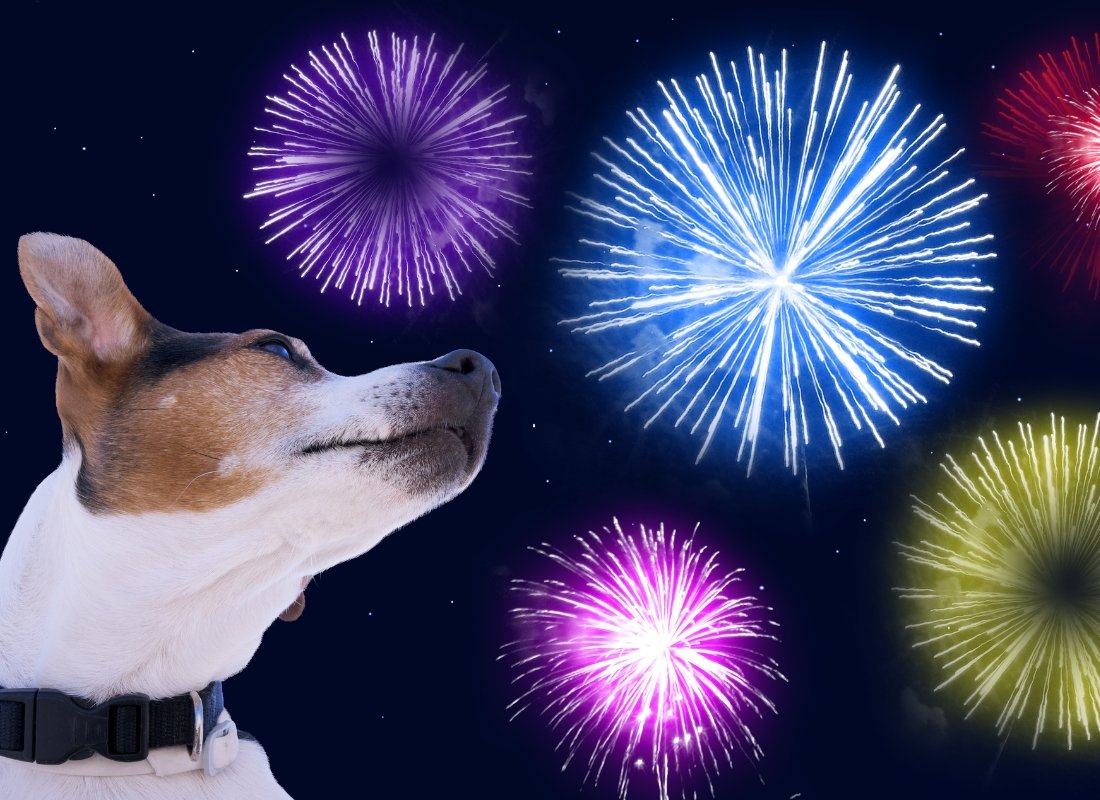 5 Tips To Prepare Your Dog for Fireworks Starting TODAY - NutriPaw