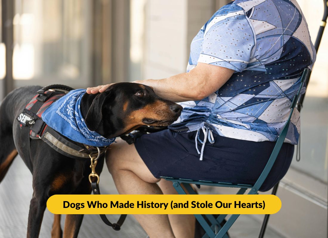 6 Incredible Dogs Who Deserve All the Appreciation - NutriPaw