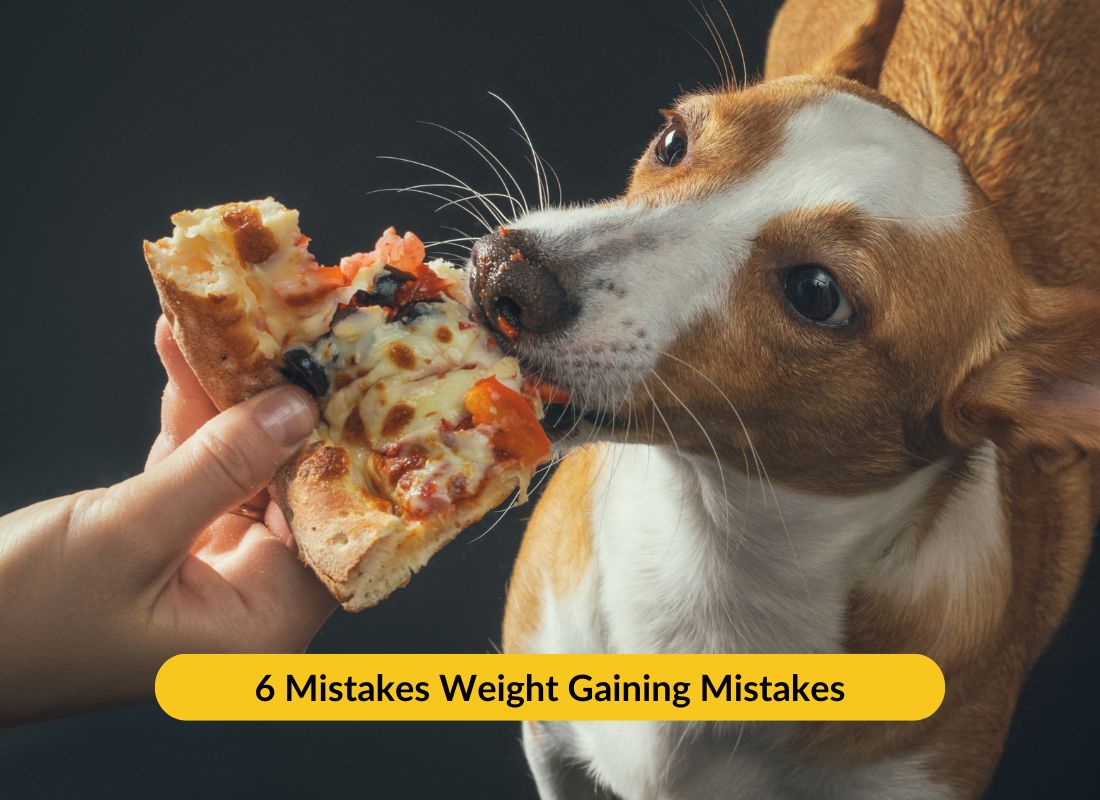 6 Mistakes That Could Cause Your Dog to Gain Weight - NutriPaw