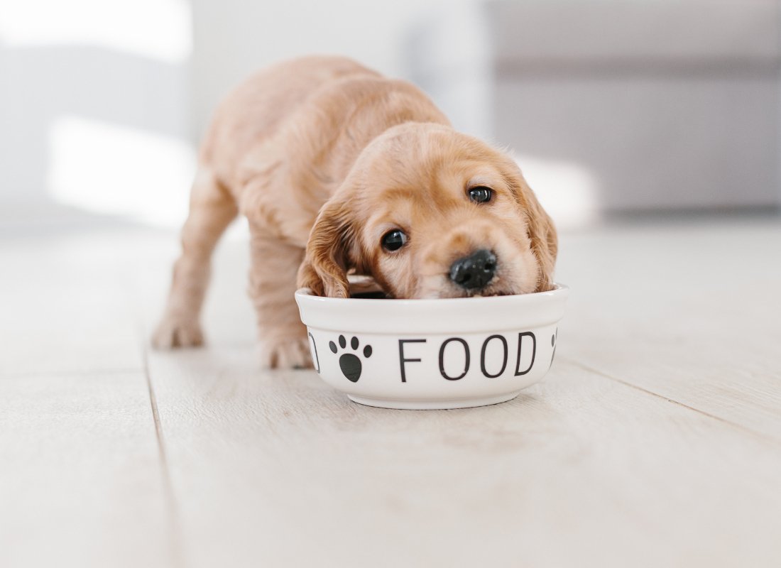 7 Dog Nutrition Myths Debunked - NutriPaw
