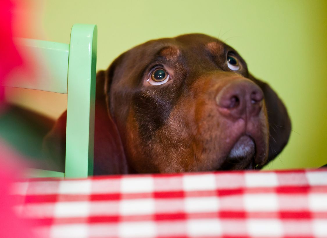 7 tips to stop your dog begging - NutriPaw