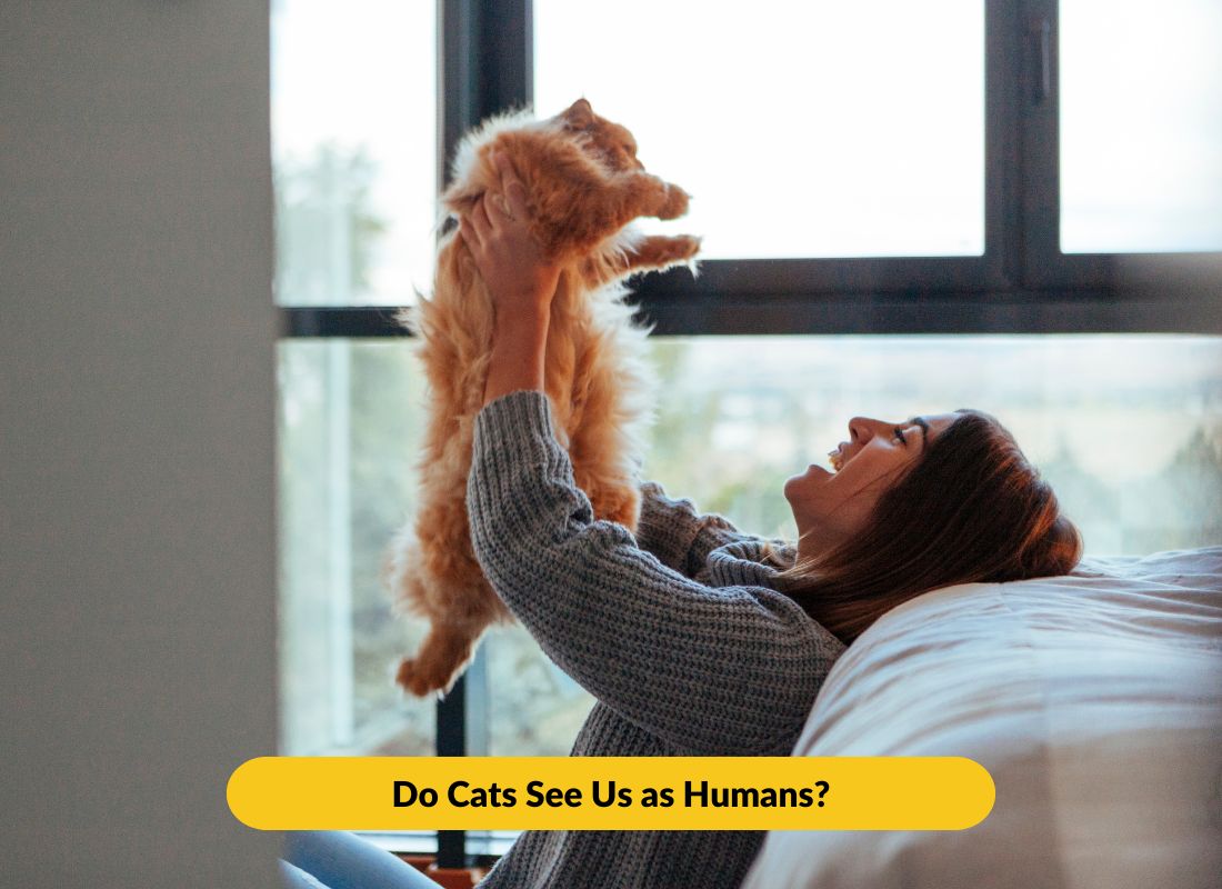 Do Cats See Us As Humans?