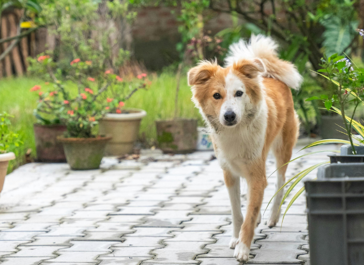 Spring Plants That Are Toxic to Dogs (UK Guide for 2026)
