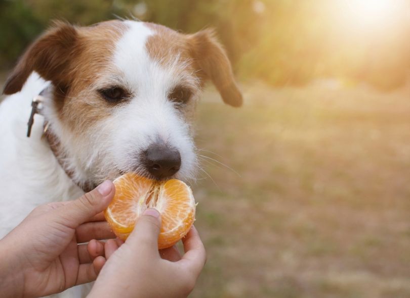 Can Dogs Eat Oranges?