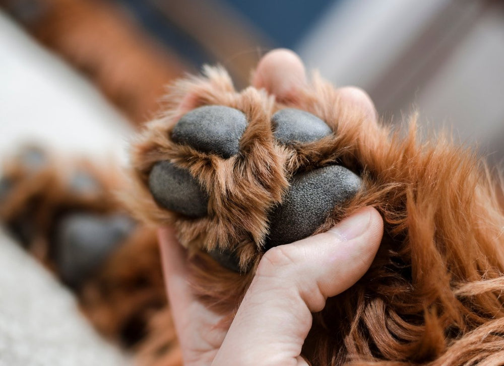 A Comprehensive Guide to Your Dog’s Foot Health NutriPaw