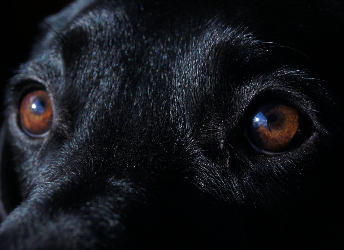 A Guide To Dog Eye Health - NutriPaw