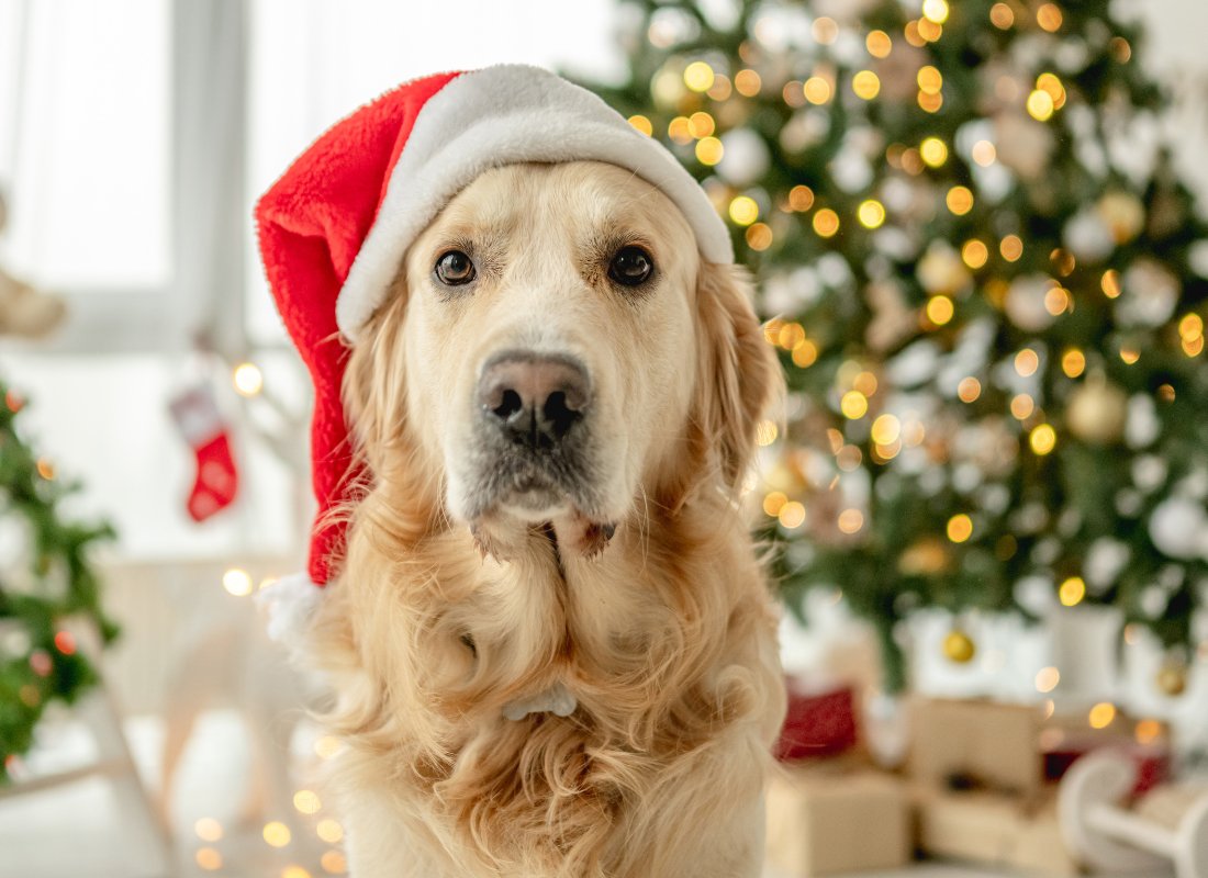 A Guide to Making the Perfect Christmas Dinner for Your Dog - NutriPaw