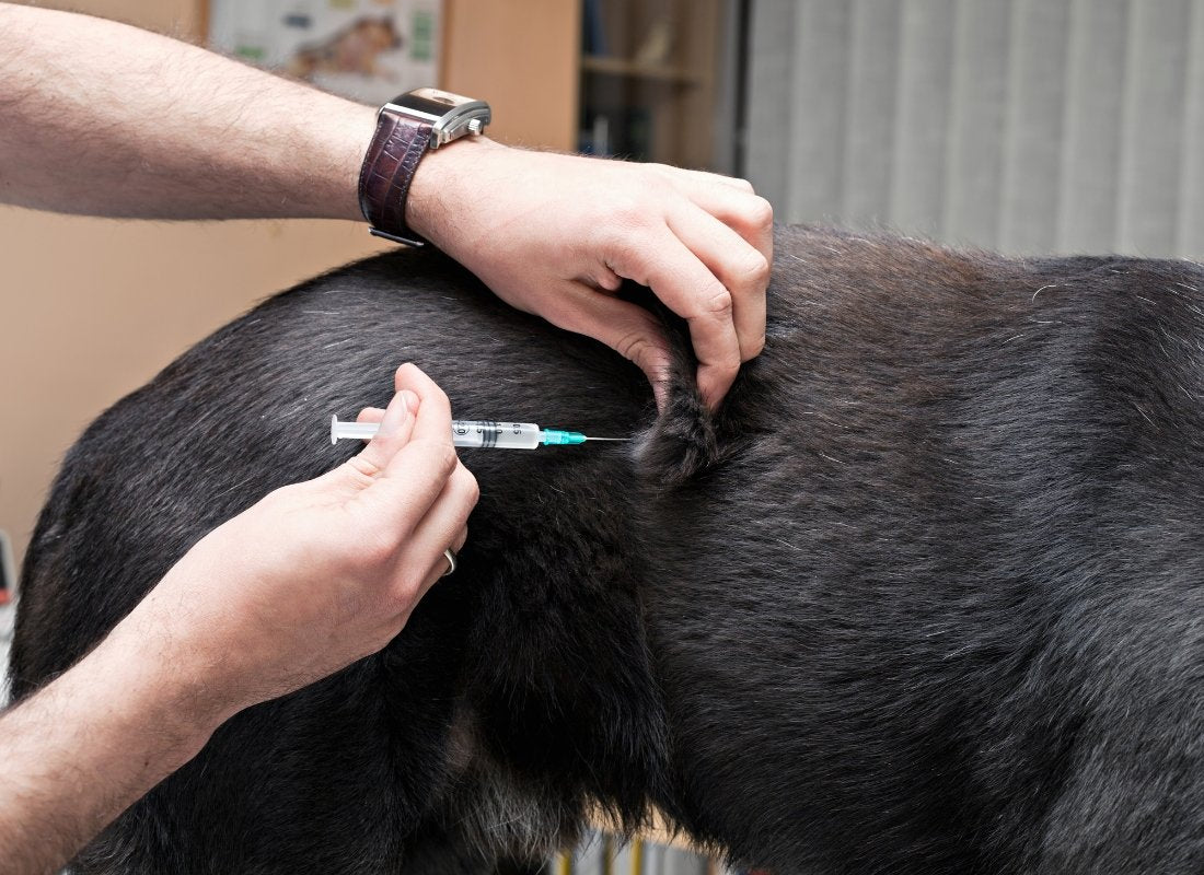 A Simple Guide to Dog Vaccinations - NutriPaw