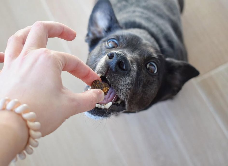 Are Our Chews Cold Pressed? - NutriPaw