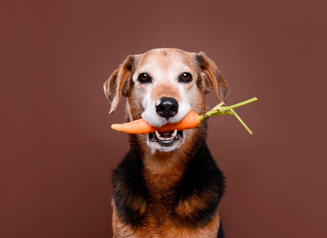 Are vegan diets safe for dogs? - NutriPaw