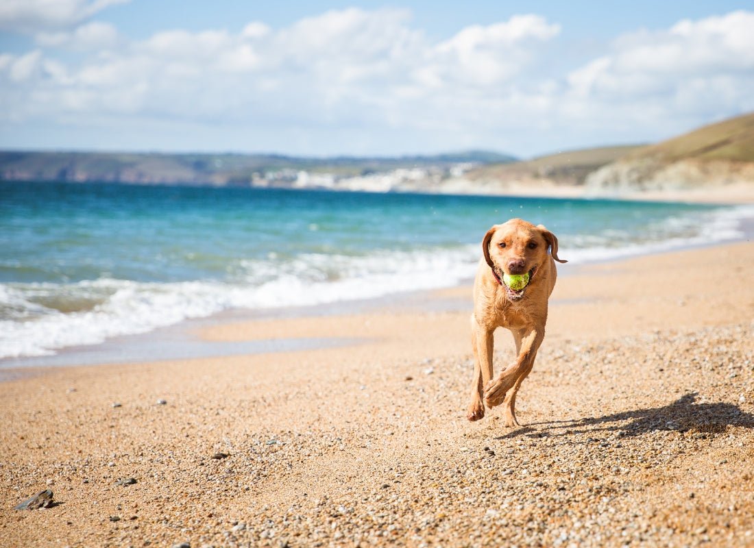 Beach Day with Your Dog: Essential Do's and Don'ts for a Pawsome Time - NutriPaw