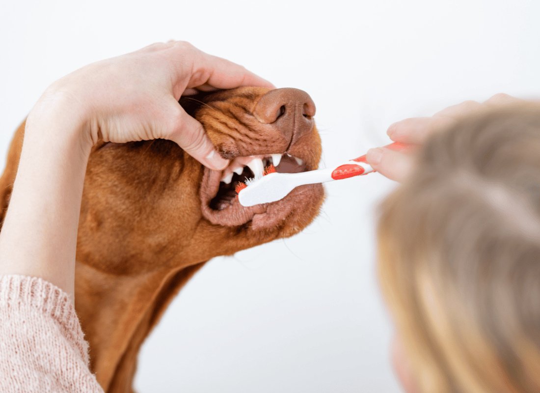 Bright Smiles Ahead: Celebrating Pet Dental Health Month - NutriPaw