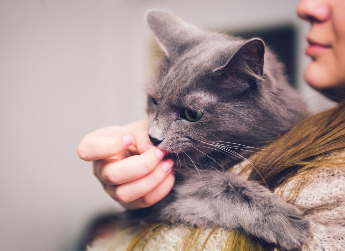 Can Cats Heal You? - NutriPaw