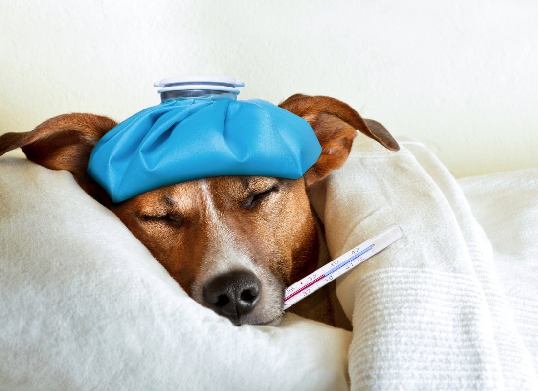 Can Dogs Catch a Cold? - NutriPaw
