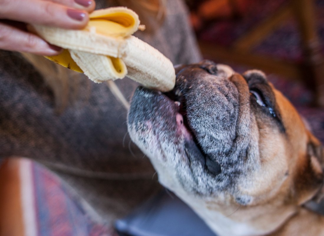 Can Dogs Eat Bananas? - NutriPaw