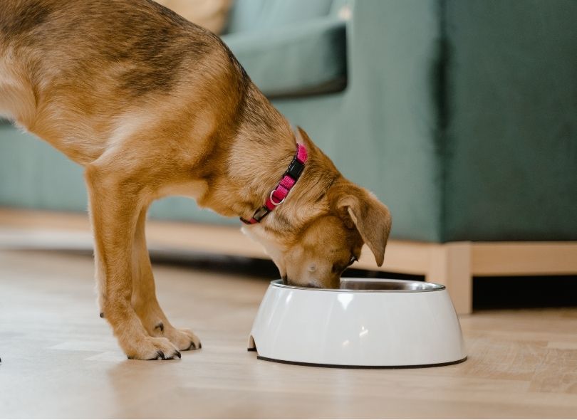 Can dogs eat grains? - NutriPaw