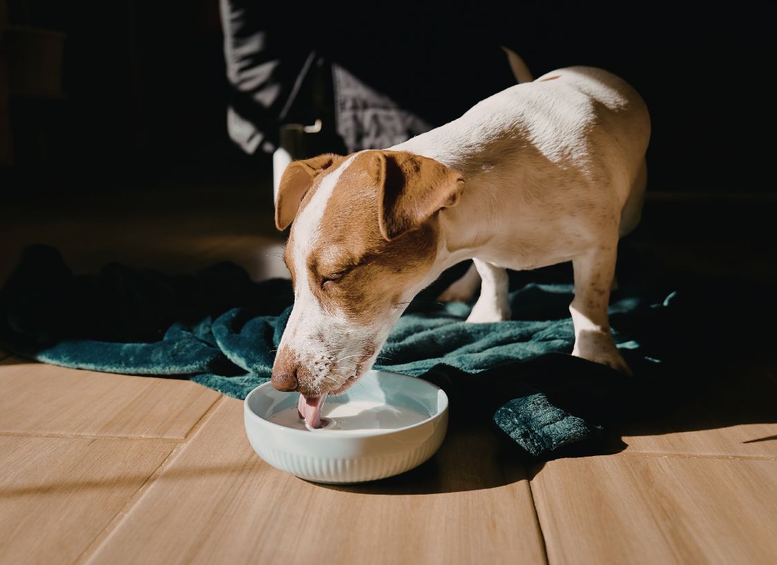 Can dogs eat ice? - NutriPaw