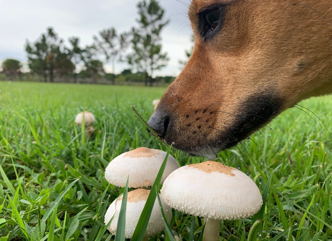 Can dogs eat mushrooms? - NutriPaw