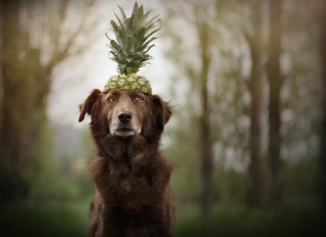 Can dogs eat pineapple? - NutriPaw