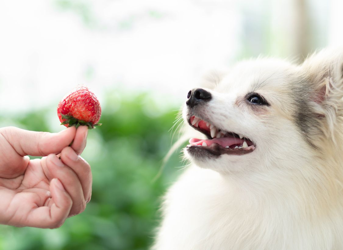 Can dogs eat strawberries? - NutriPaw