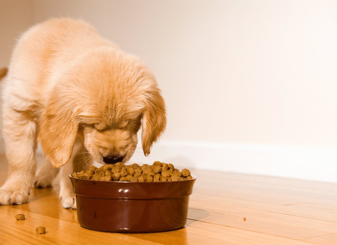 Can Dogs Eat Sweet Potato? What You Need to Know - NutriPaw