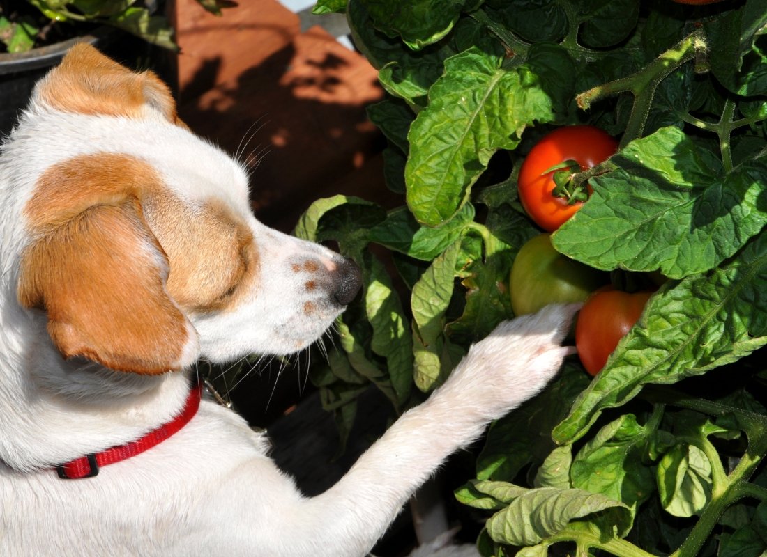 Can Dogs Eat Tomatoes? - NutriPaw