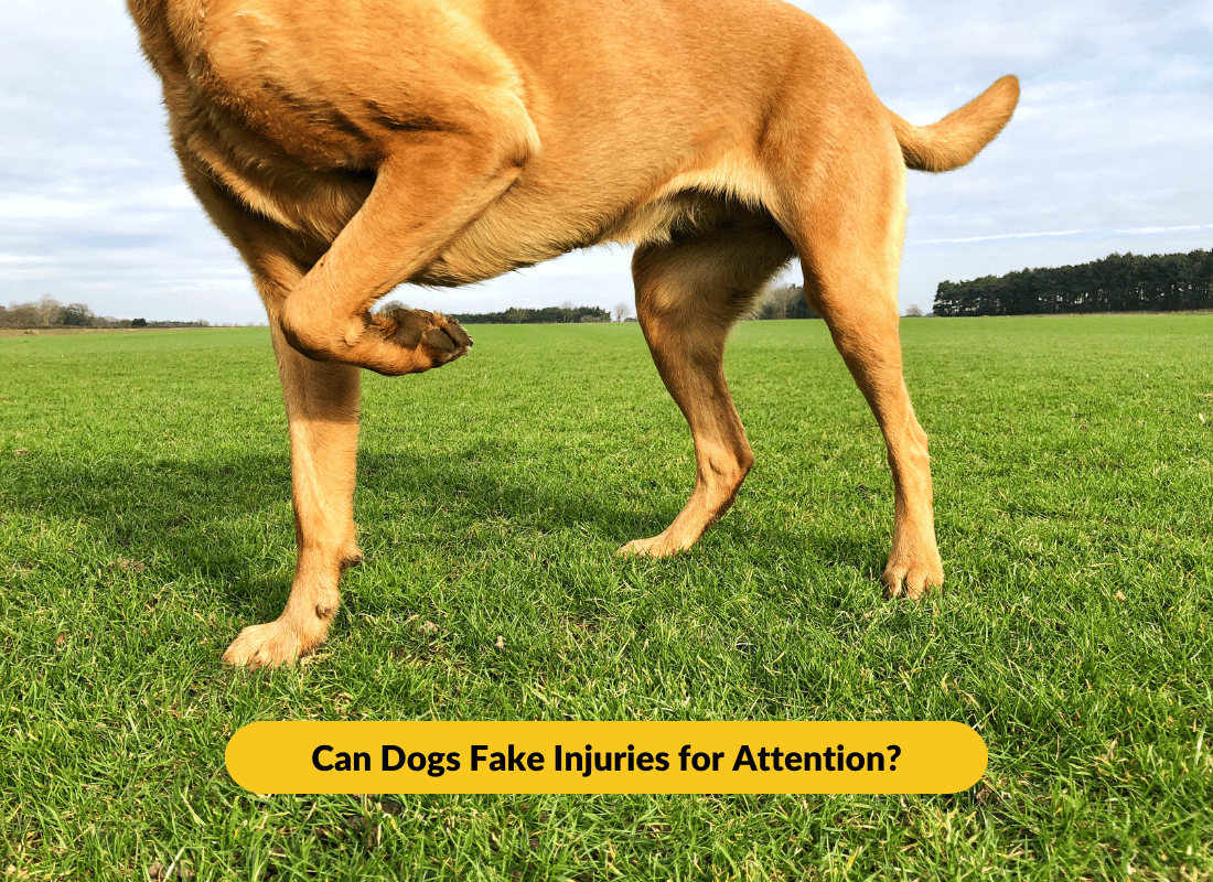 Can Dogs Fake Injuries for Attention? - NutriPaw
