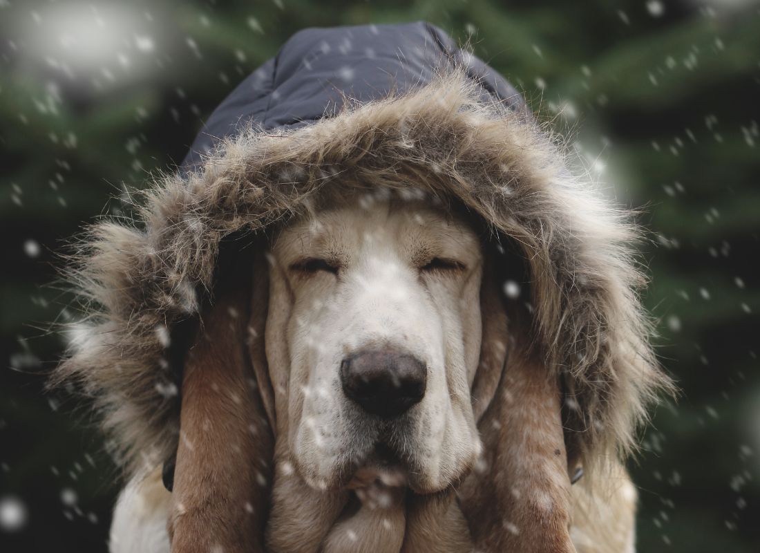 Can Dogs Get Seasonal Affective Disorder (SAD)? - NutriPaw