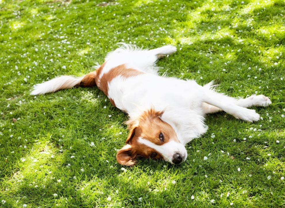 Can dogs get sunburnt? - NutriPaw