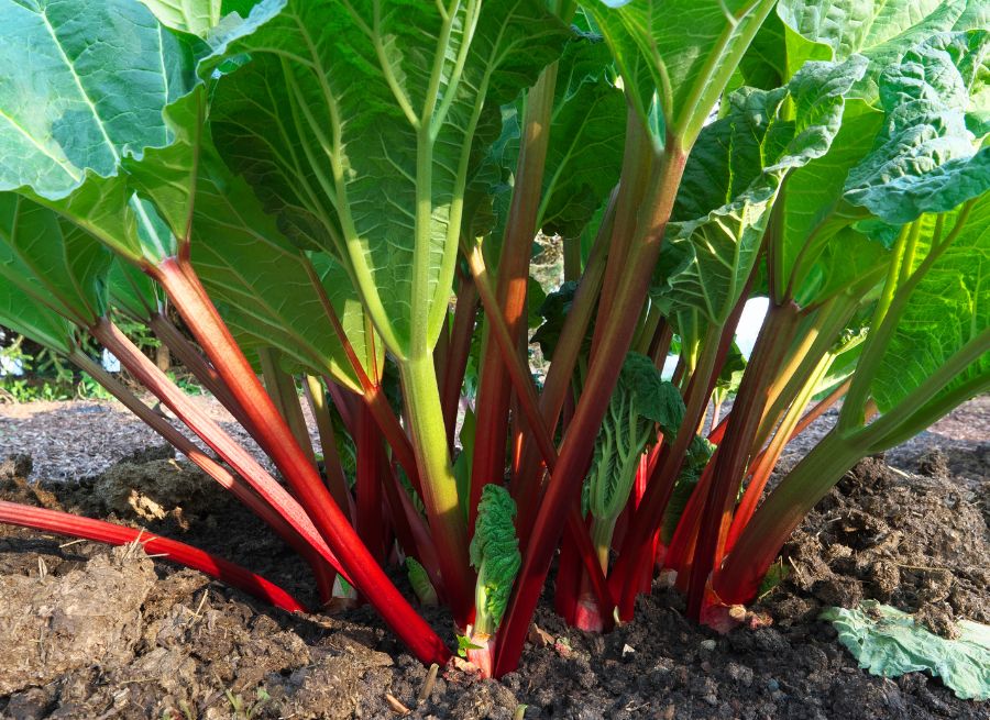 Can dogs have rhubarb? - NutriPaw