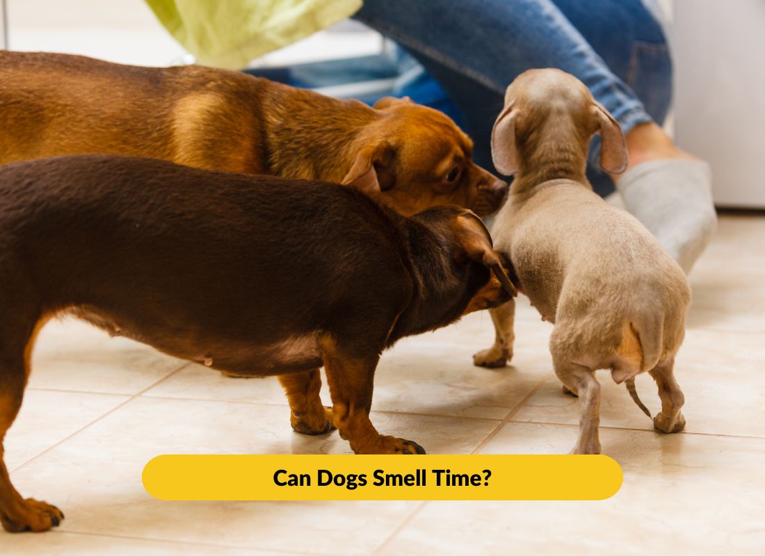 Can Dogs Smell Time? - NutriPaw