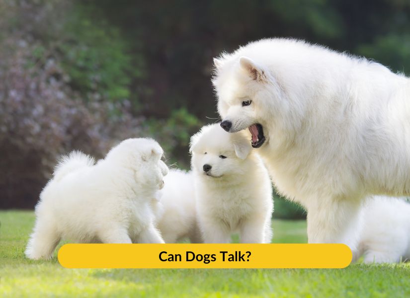 Can Dogs Talk? - NutriPaw